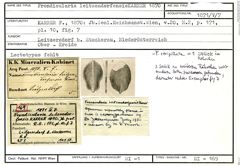 Karteikarte zum Syntyp von Frondicularia leitzendorfensis Karrer, 1870
